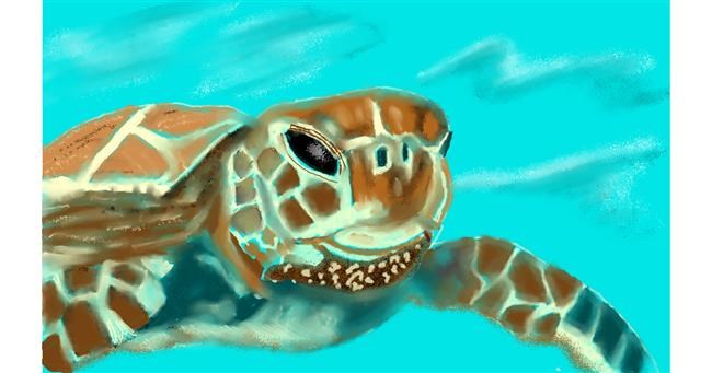 Drawing of Sea turtle by Tim