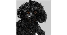 Drawing of Poodle by KayXXXlee
