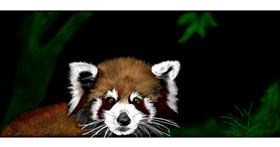 Roter Panda-Zeichnung von Chaching