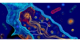 Drawing of Bacteria by Çhåching