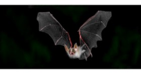 Drawing of Bat by Çhåching