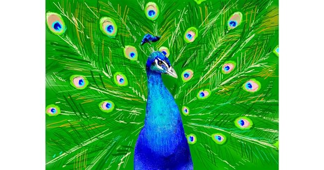 Drawing of Peacock by 𝐋𝐢𝐚