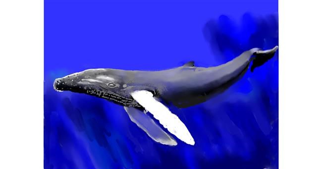 Drawing of Whale by SAM AKA MARGARET 🙄