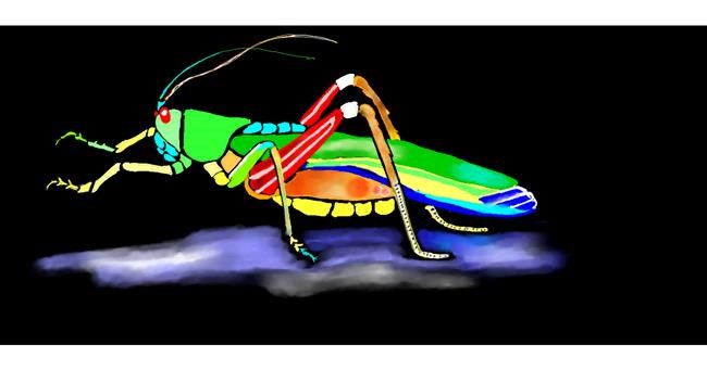 Drawing Of Grasshopper By Kim Drawize Gallery