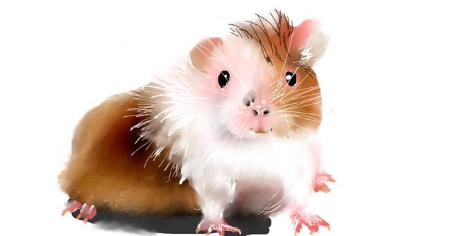Drawing of Hamster by Mandy Boggs