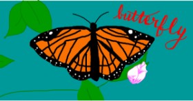 Drawing of Butterfly by Ghost