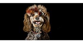 Drawing of Poodle by Çhåching