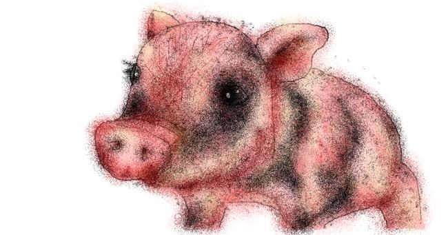 Drawing of Pig by Stephanie