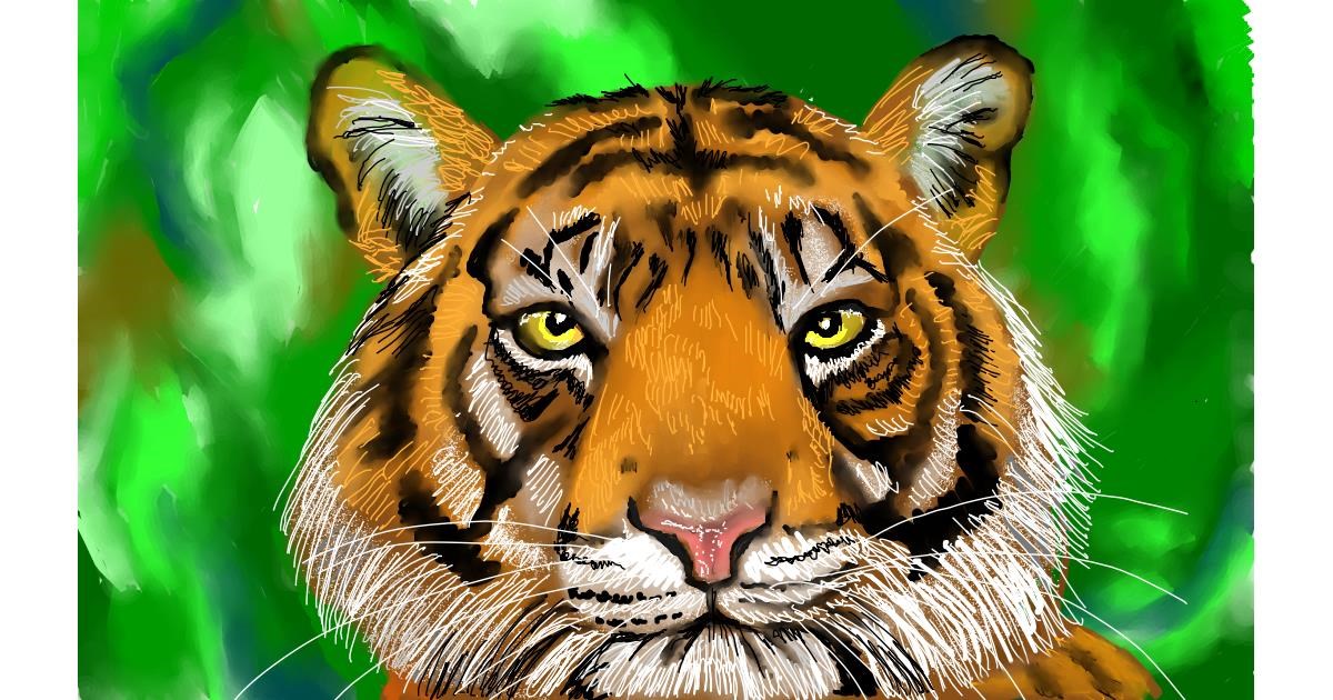 Drawing of Tiger by Tim