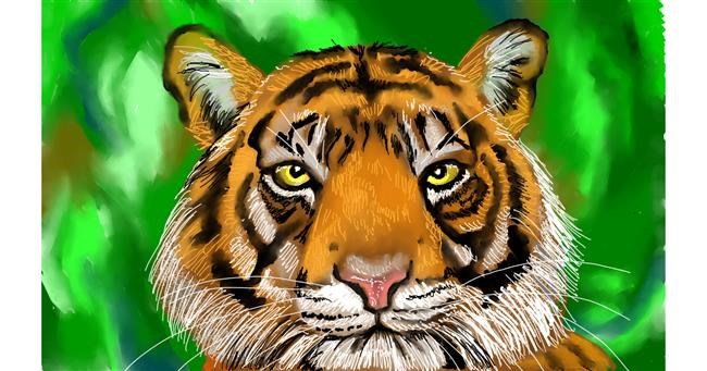 Drawing of Tiger by Tim