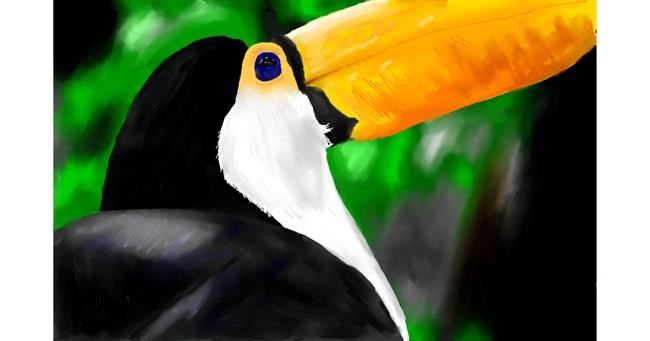 Drawing of Toucan by Effulgent Emerald