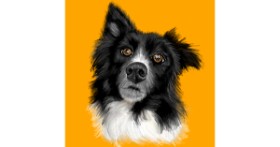 Drawing of Dog by Mell 🌠