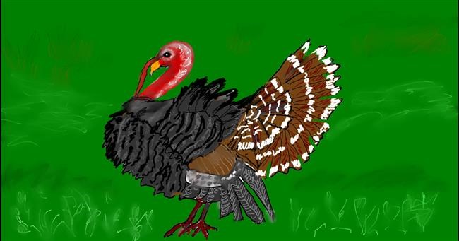 Drawing of Turkey by Maggy