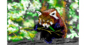 Drawing of Red Panda by teidolo