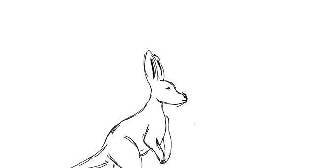 Drawing of Kangaroo by Elementary artist