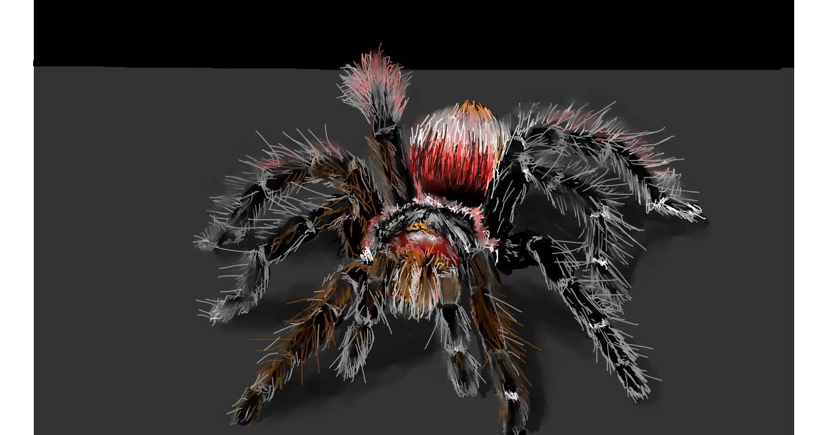 Drawing of Spider by teidolo