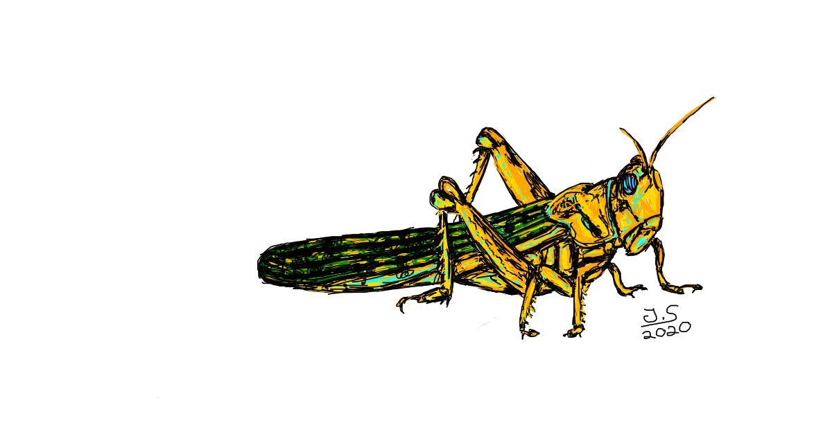Drawing of Grasshopper by Tarantulana