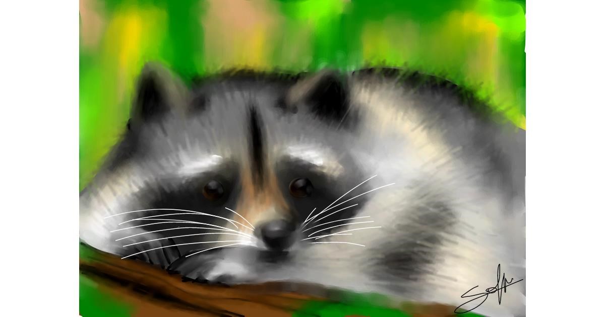 Drawing of Raccoon by Sophie_draw24