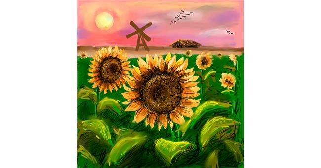 Drawing of Sunflower by Andromeda