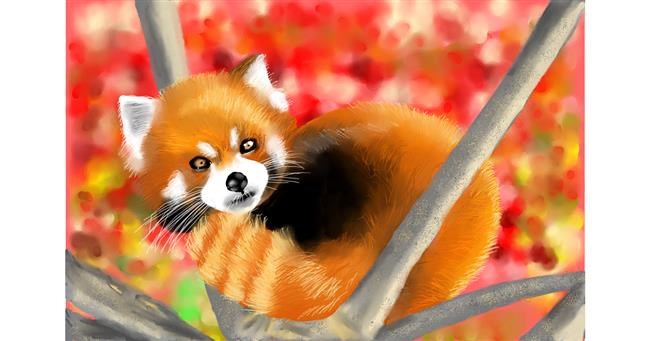 Roter Panda-Zeichnung von RadiouChka🍉