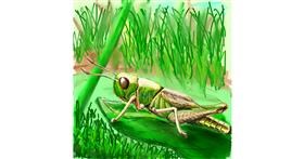 Drawing of Grasshopper by Andromeda