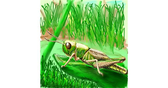 Drawing of Grasshopper by Andromeda