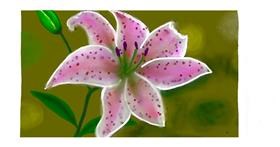 Drawing of Lily flower by justme❤️