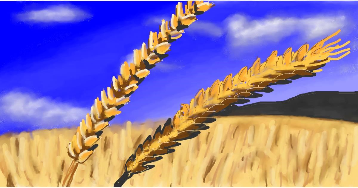 Drawing of Wheat by Calaverita