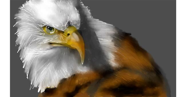 Adler-Zeichnung von Mandy Boggs