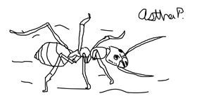 Drawing of Ant by Astha