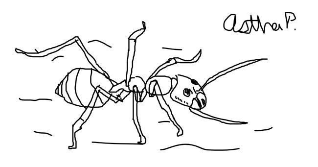 Drawing of Ant by Astha