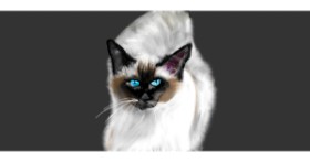 Drawing of Cat by Çhåching