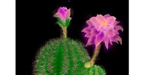 Drawing of Cactus by Unknown