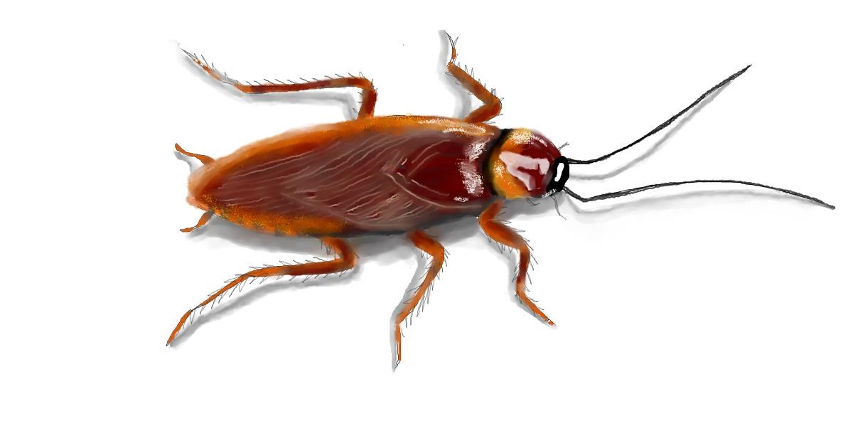 Drawing of Cockroach by Debidolittle