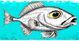 Drawing of Fish by Swimmer