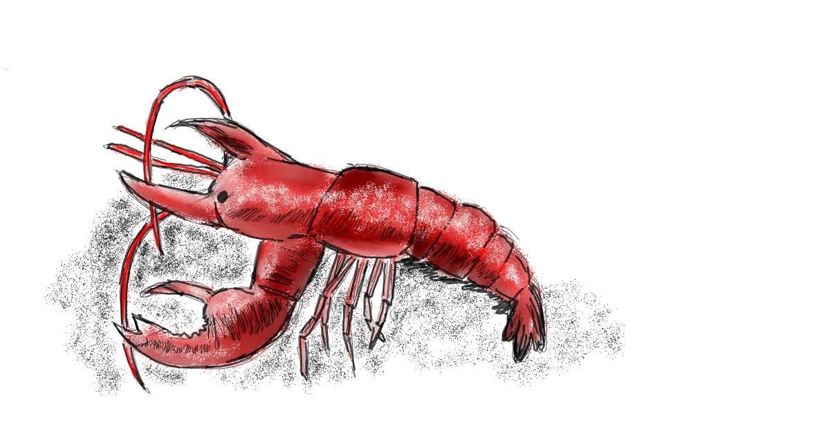 Drawing of Lobster by pp