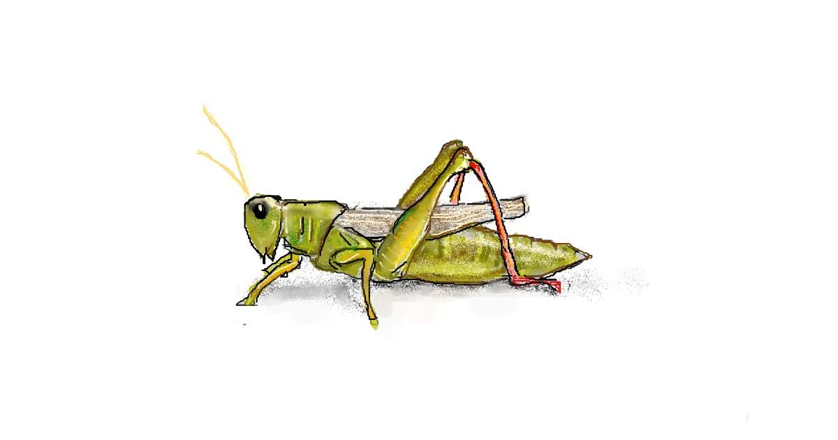 Drawing of Grasshopper by hhhiiiihhhiii