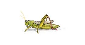 Drawing of Grasshopper by hhhiiiihhhiii
