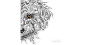 Drawing of Poodle by camay