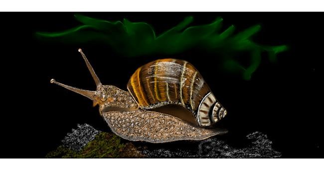 Drawing of Snail by Chaching