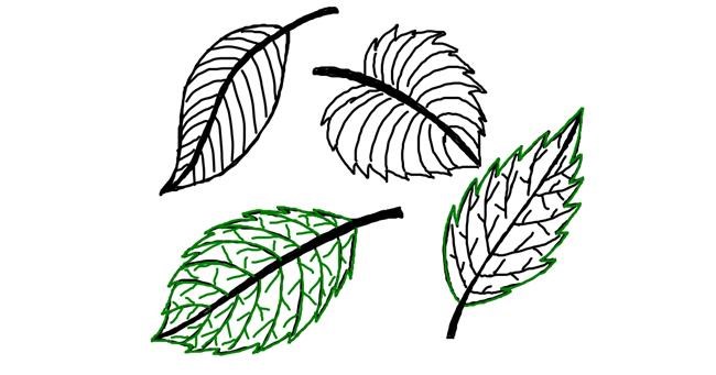 Drawing of Leaf by Ariaria