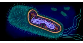 Drawing of Bacteria by Temüjin