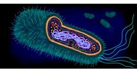 Drawing of Bacteria by Temüjin