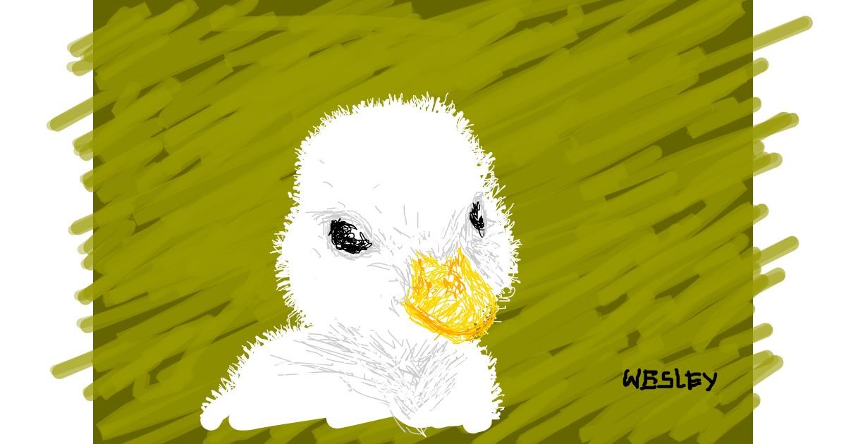 Drawing of Duck by wesley