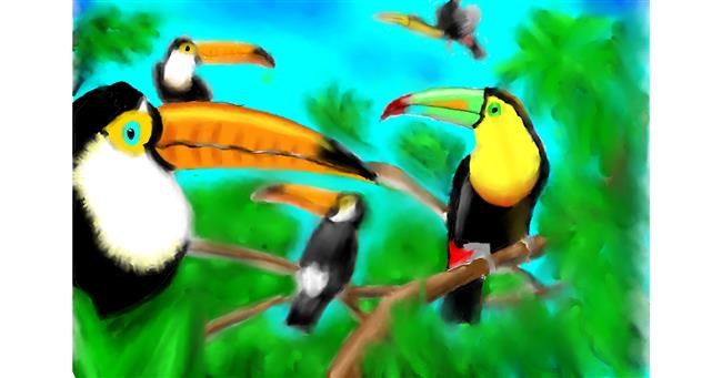 Drawing of Toucan by Wizard