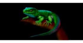 Drawing of Lizard by Annie