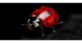 Drawing of Ladybug by Annie