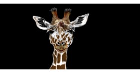 Drawing of Giraffe by Çhåching