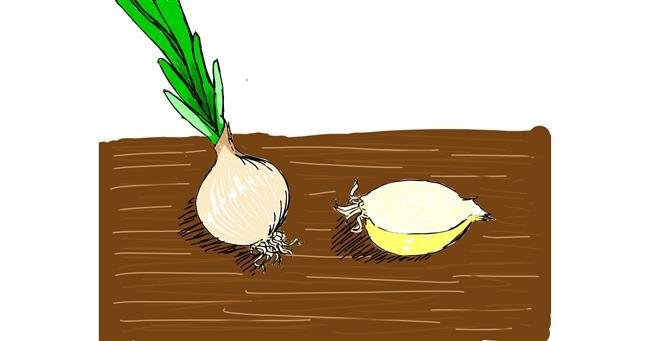 Drawing of Onion by Lolo