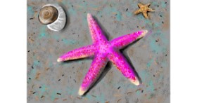 Drawing of Starfish by SAM AKA MARGARET 🙄